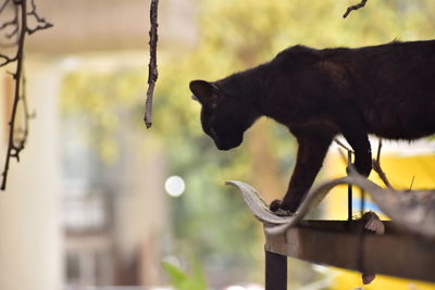 Cat on the roof