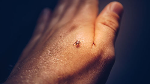 High angle view of insect on hand