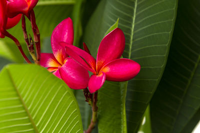 Close-up of pink and green leaves on plant