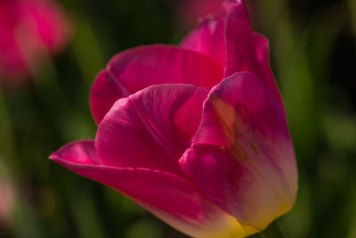 Close-up of pink rose flower