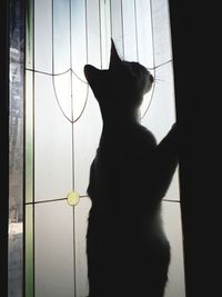 Black cat standing behind window