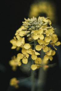 Close-up of yellow flowering plant against black background