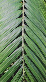 Full frame shot of palm leaf