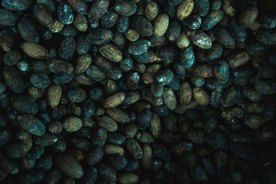 Full frame shot of coffee beans