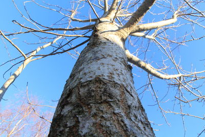 Low angle view of tree against sky