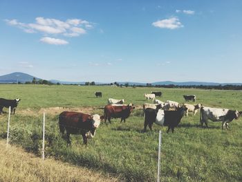 Cows grazing on field