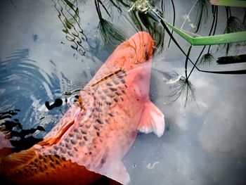 Fish swimming in sea