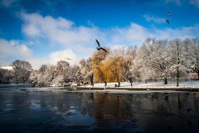 Swan flying over lake against sky