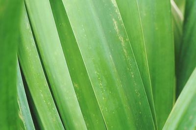 Full frame shot of wet plant