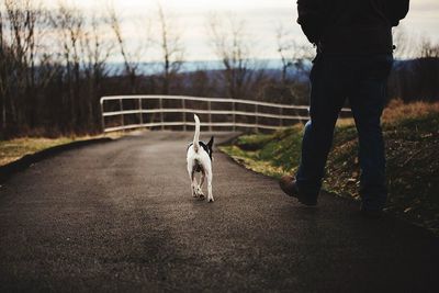 Low section of man with dog walking on road