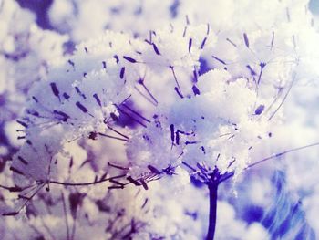 Close-up of flowers