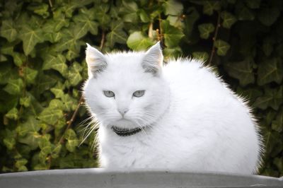 Close-up portrait of white cat
