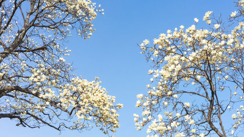 Low angle view of cherry blossom tree against blue sky