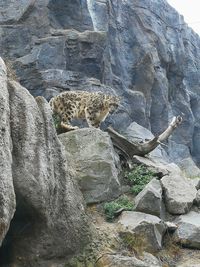 Low angle view of cat on rock