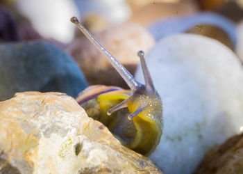 Close-up of crab on rock