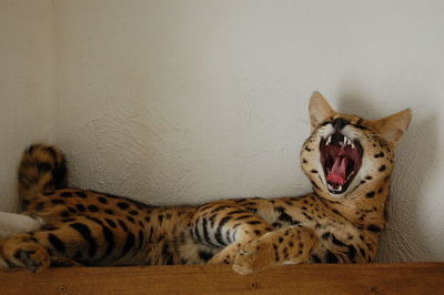 Serval cat lying on wall
