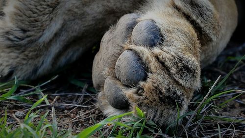 Close-up of lion paw sleeping on field