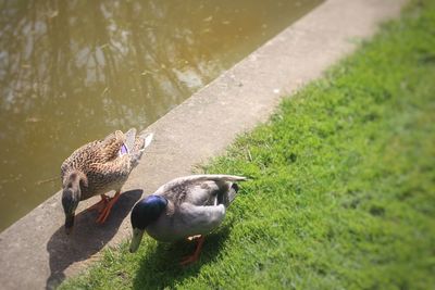 Close-up of duck in lake