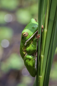 Close-up of white-lipped tree frog on leaf