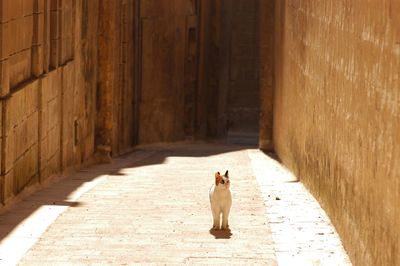 Cat living in l-imdina, malta