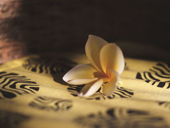 Close-up of yellow flower on book
