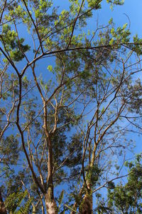 Low angle view of tree against sky