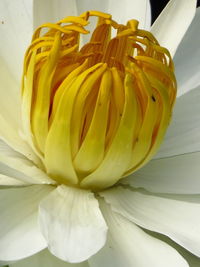 Close-up of yellow flowering plant