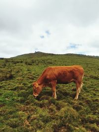 Horse grazing in field