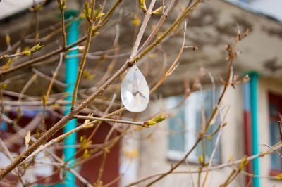 Close-up of white flowering plants
