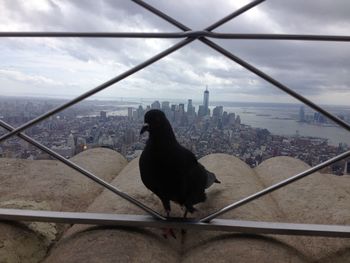 View of a bird looking through cityscape