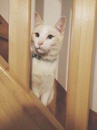 Cat looking away while sitting on wood at home