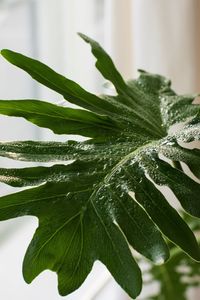 Close-up of wet plant leaves