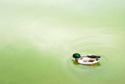 High angle view of duck swimming in lake
