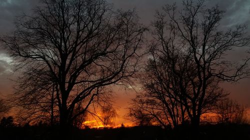 Silhouette of bare trees at sunset