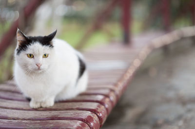 Close-up portrait of cat sitting outdoors