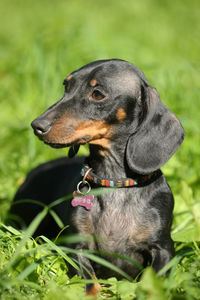 Close-up of a dog looking away