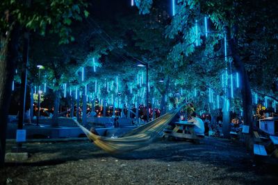 Illuminated trees at night