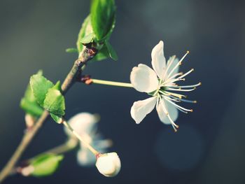 Close-up of flowering plant