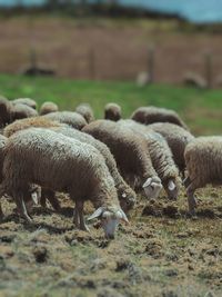 Sheep grazing in field