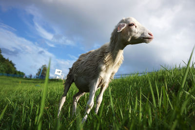 Low angle view of sheep on grassy field