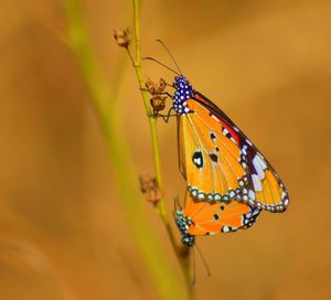 Close-up of butterfly on plant