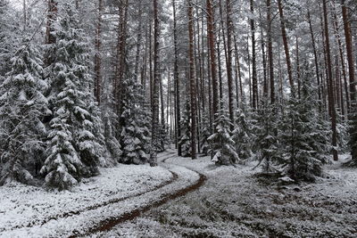 Trees in snow covered forest