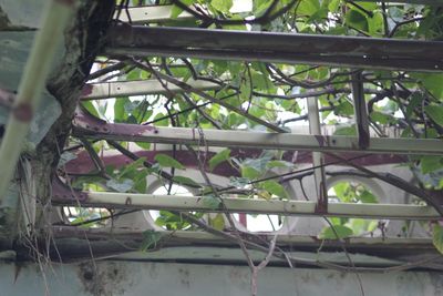 Low angle view of plants growing in greenhouse