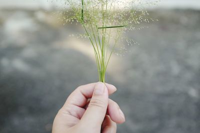 Close-up of hand holding small plant