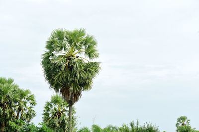 Low angle view of flowering plant against sky