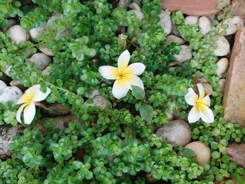 High angle view of white flowering plants