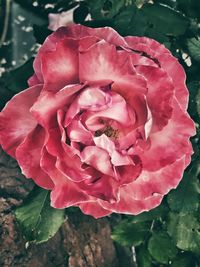 Close-up of pink rose blooming outdoors