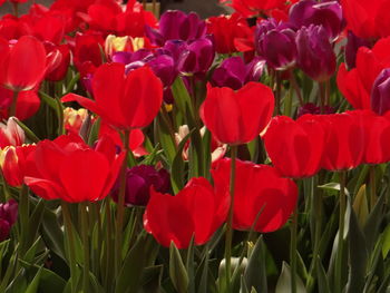 Close-up of red tulips in field