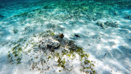 High angle view of fish swimming in sea
