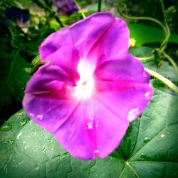 Close-up of purple flower blooming outdoors